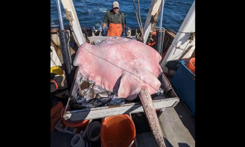 400-pound stingray makes rare showing in Long Island Sound