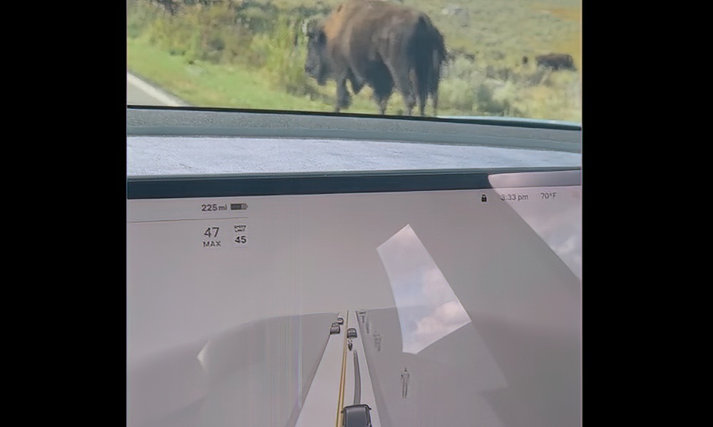 Yellowstone bison perceived as ‘people and dogs’ by Teslas