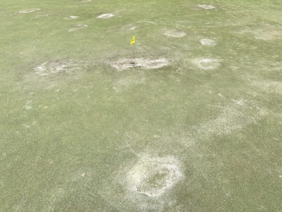 Vandals damage five greens a day before the start of PGA Tour Champions event in Florida