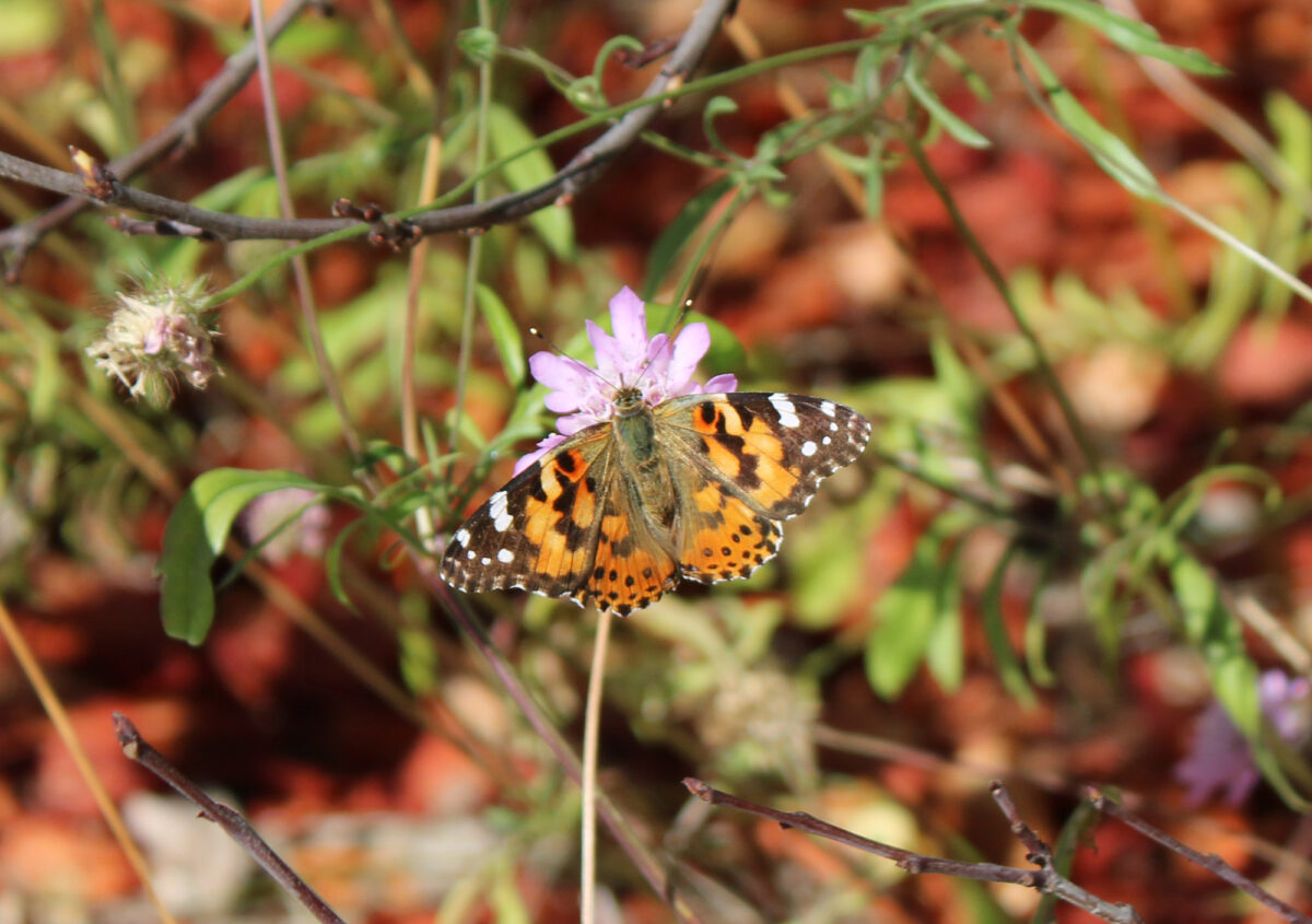Follow a butterfly boardwalk to the monarch habitat at Natural Bridges