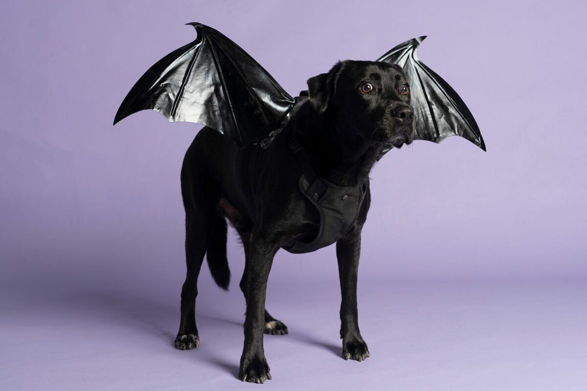 What are the 10 most searched Halloween costumes for dogs?