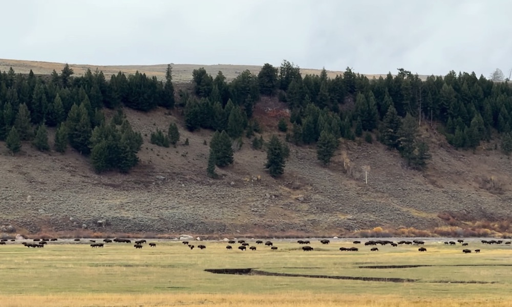 Rare footage shows massive Yellowstone bison stampede