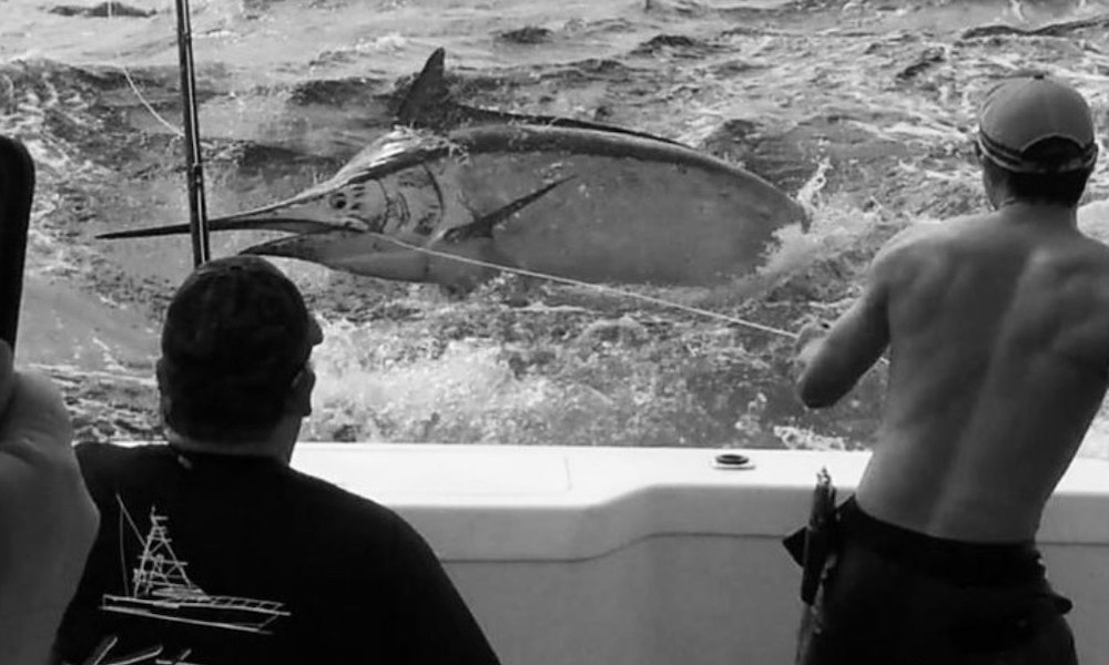 Shark tagger offers blunt response to catch of giant marlin