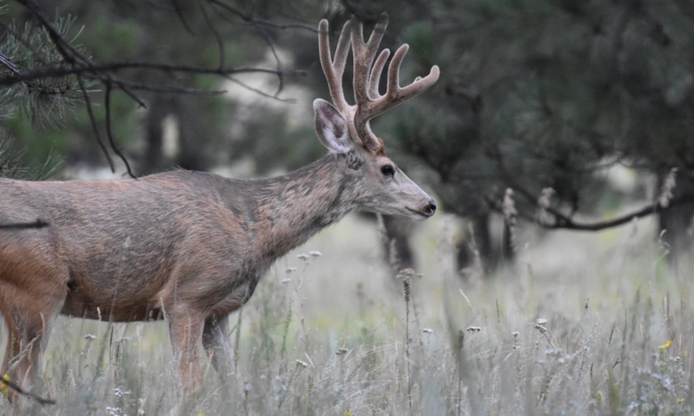 Deer attacks woman on basketball court in Colorado