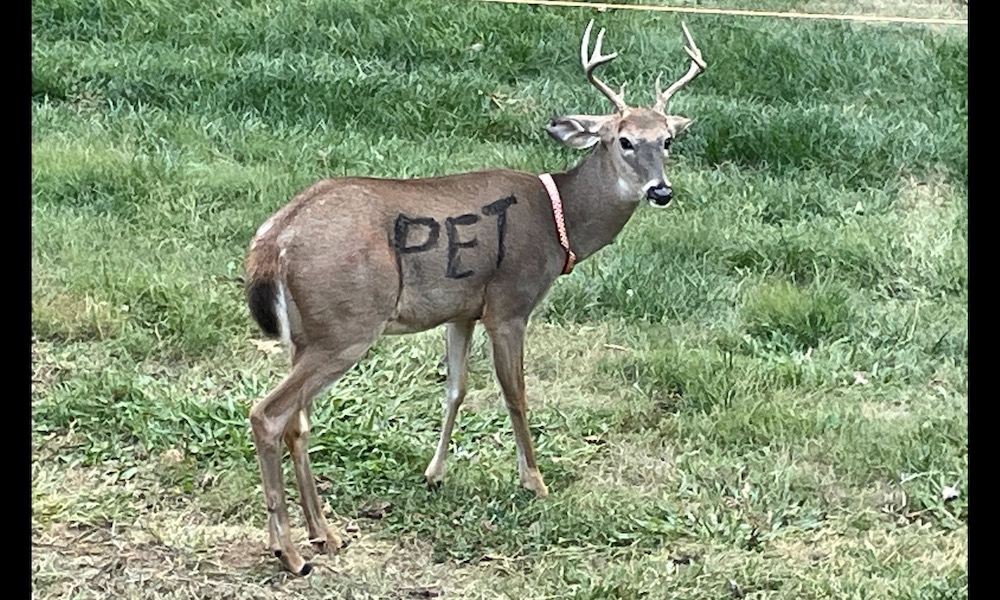 Deer seen with collar and ‘PET’ written on its body; reaction is mixed
