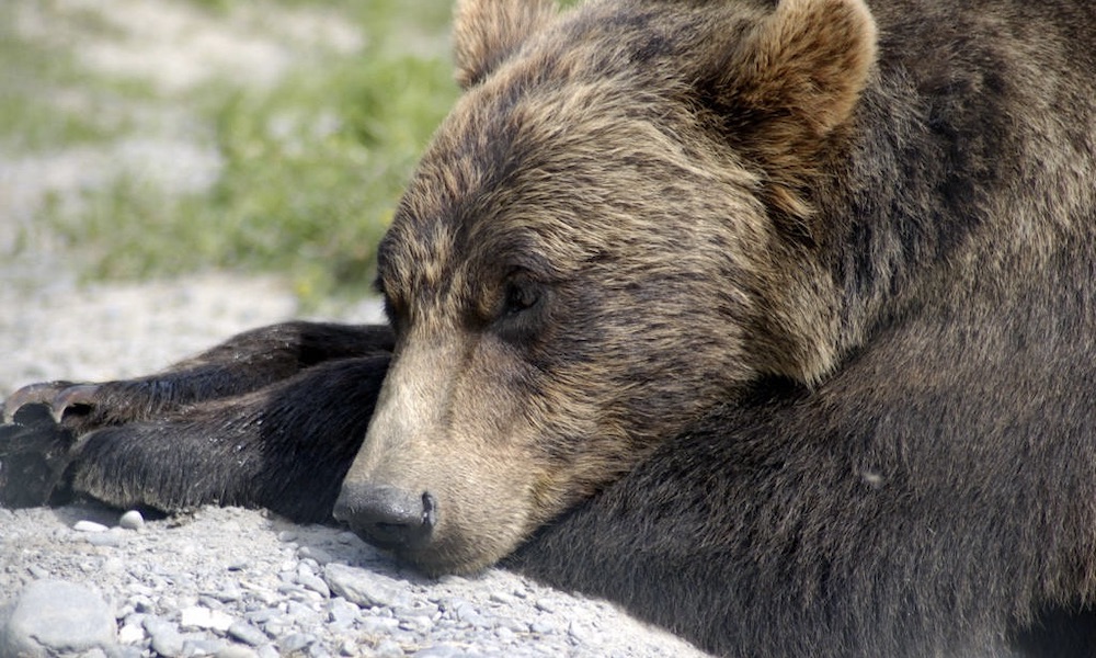Montana hunter kills grizzly bear near hibernation site