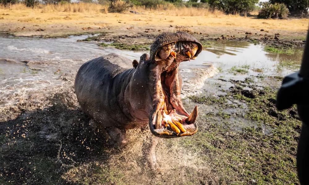 Watch: Angry hippo charges, takes bites out of safari vehicle