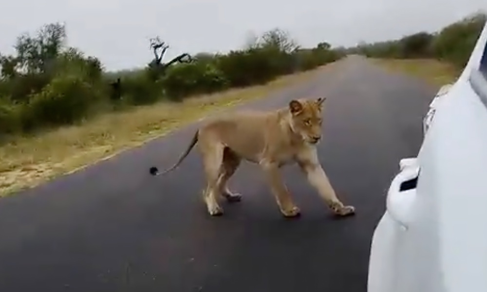 Watch: Lion bites trailer tire, leaving tourists deflated