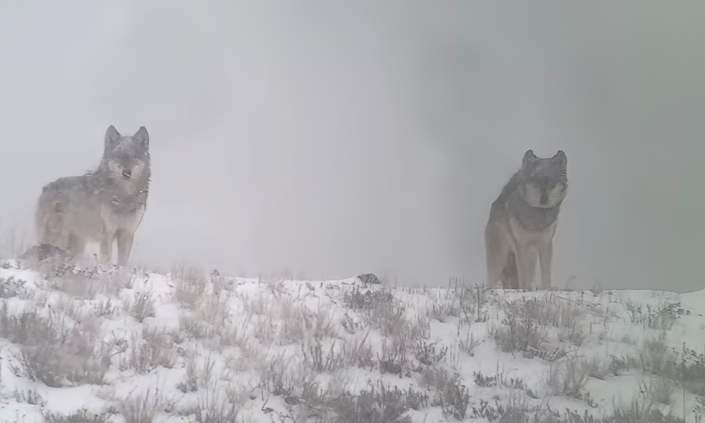 Yellowstone wolves react to first big snow; park issues advisory
