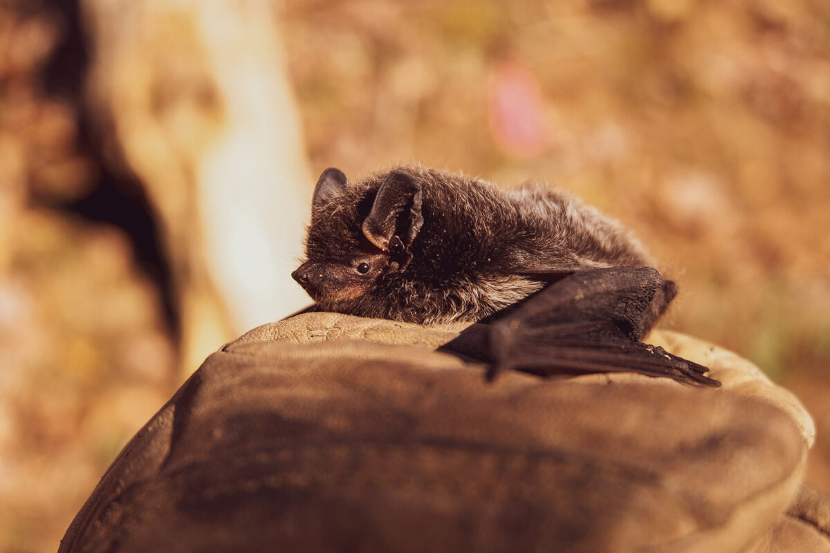 9 bat facts that will change how you think of these critters