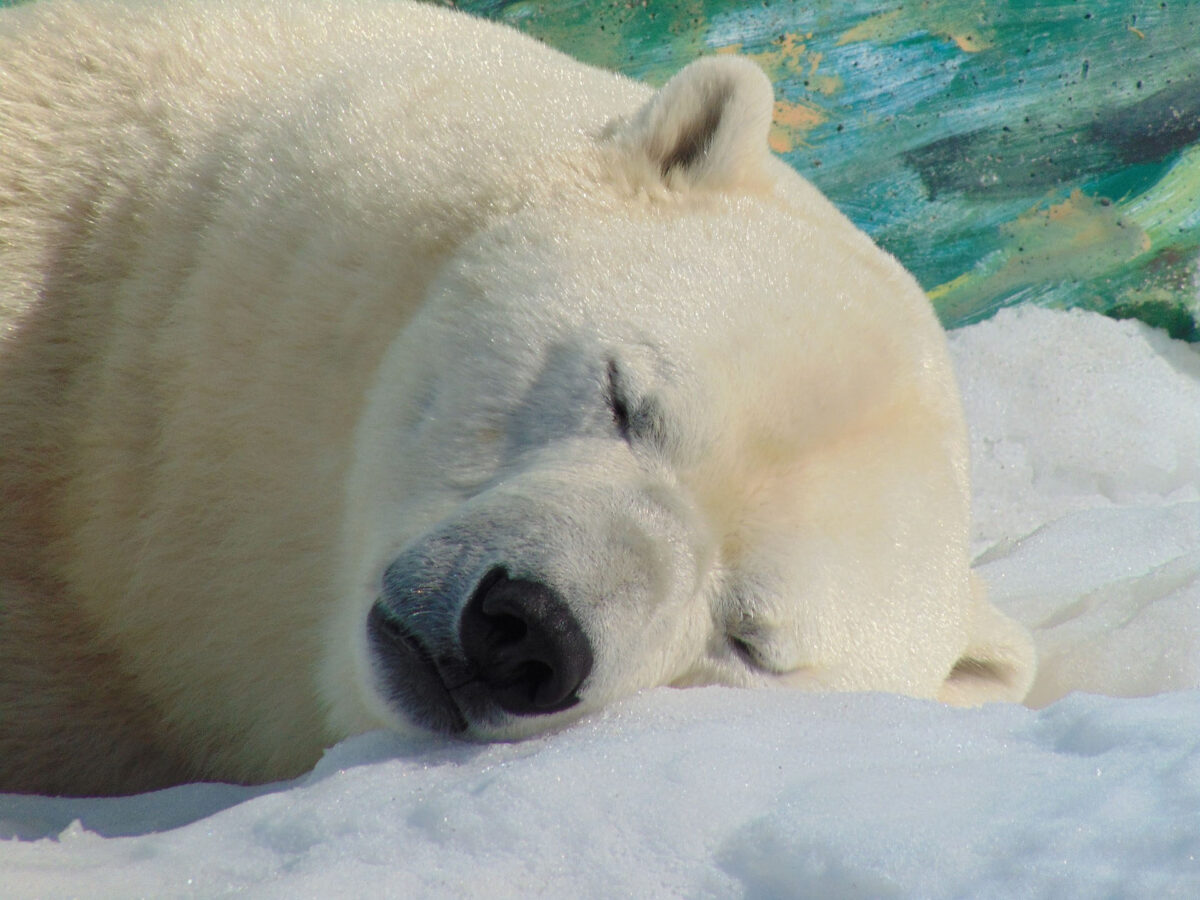 Test your knowledge with these 10 polar bear facts