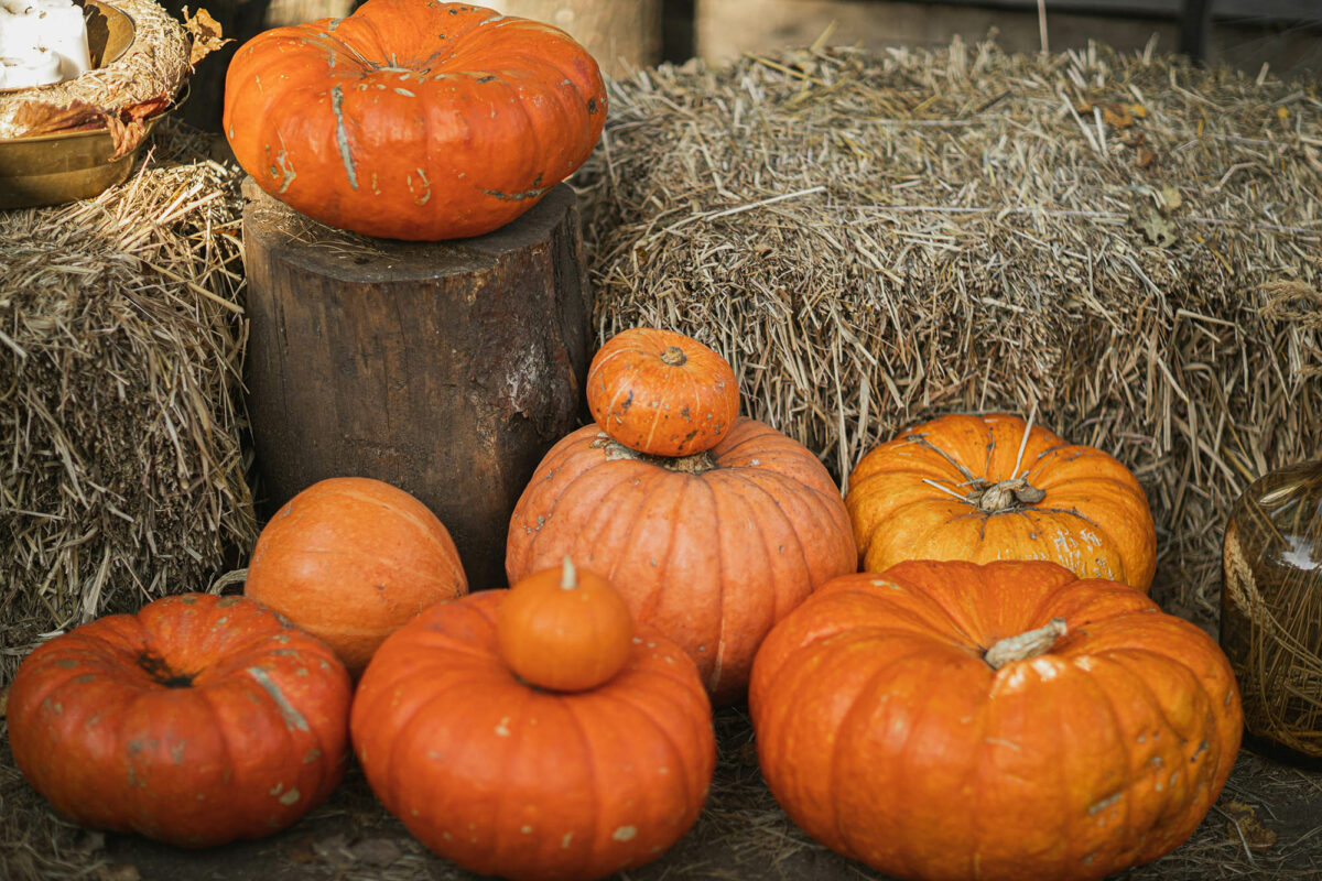 The best pumpkin patches to visit for a whimsical family adventure