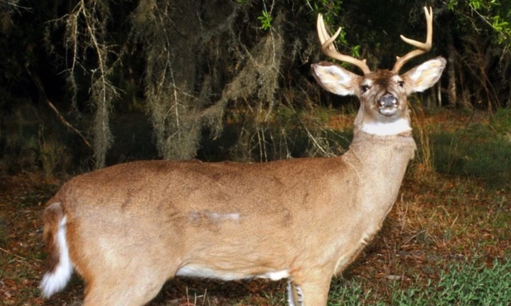 Poacher forfeits car and crossbow, and is fined in ‘deer jacking’ case