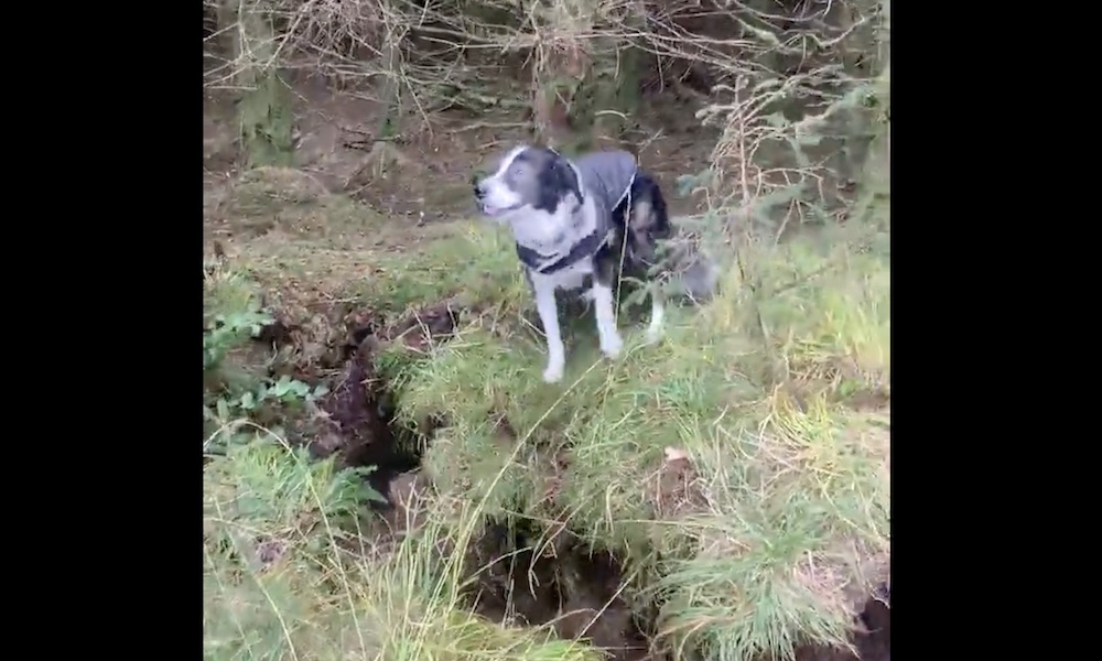 Watch: Dog walker encounters forest floor ‘moving like the sea’