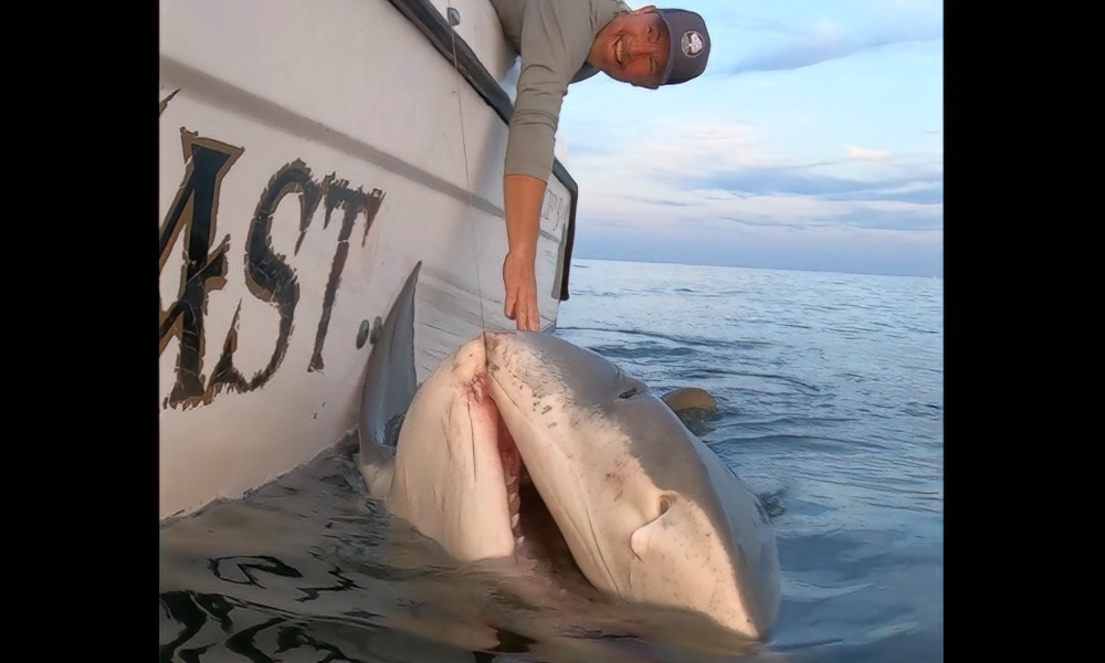 Massive tiger shark landed during ‘team-building’ fishing trip