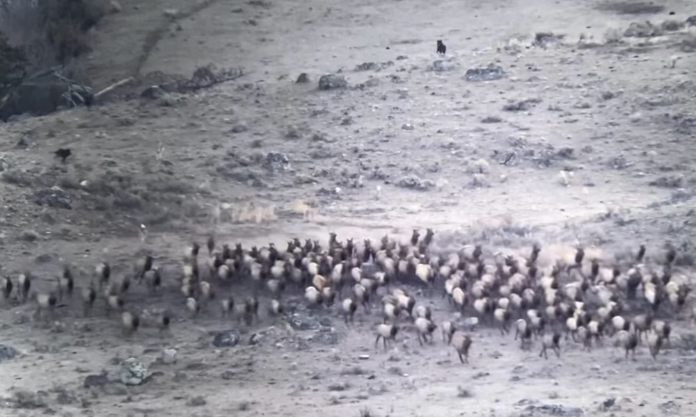 Watch: Yellowstone wolf pack chases 300 elk with unlikely result