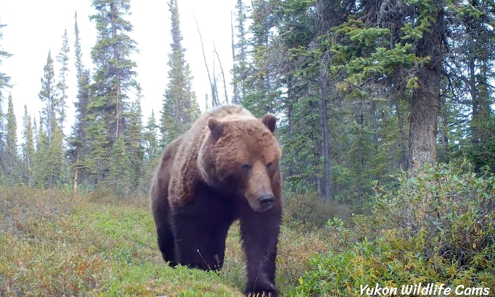 Trail-cam operator reveals grizzly bear ‘near encounters’