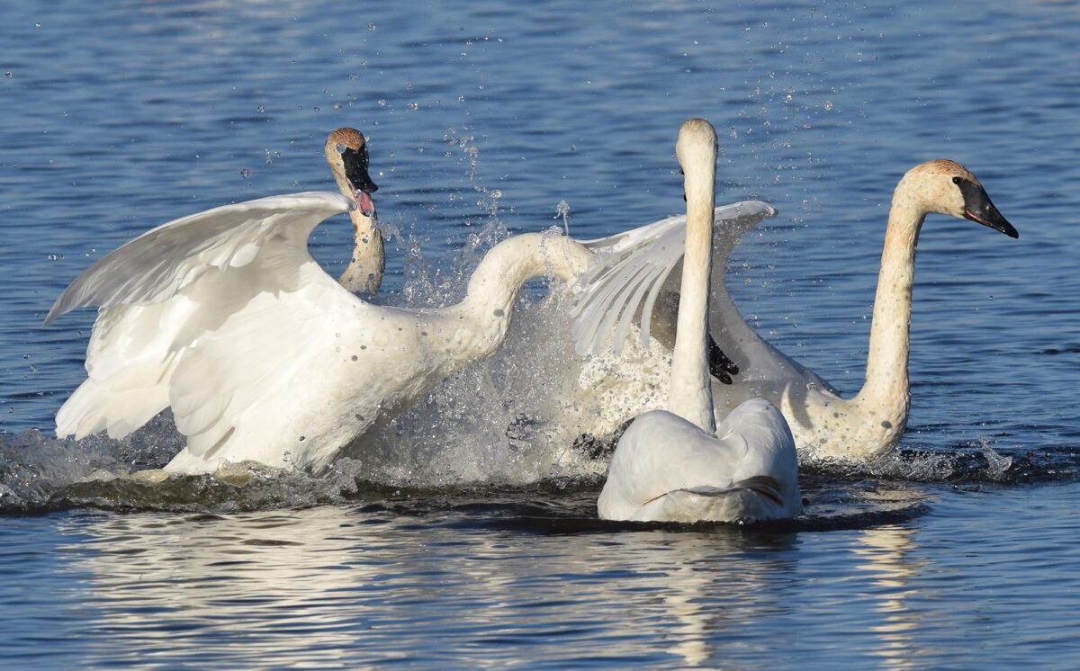 You can see all 8 swan species at South Carolina’s Swan Lake Iris Gardens