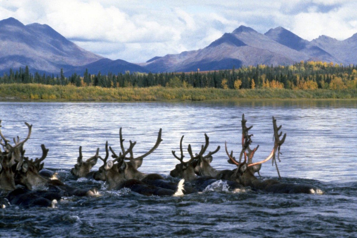You’ll be surprised by what you can find at Kobuk Valley National Park