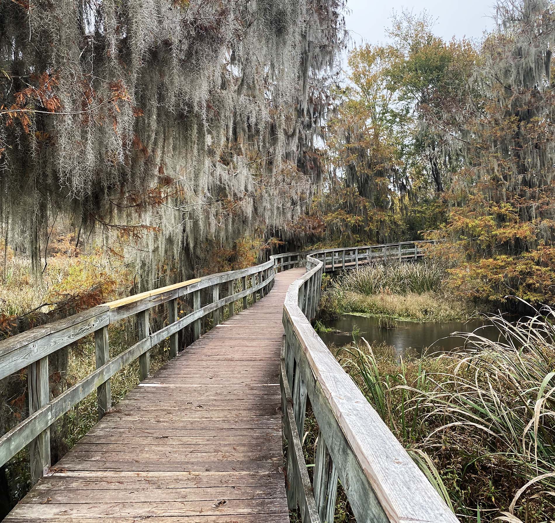 A boardwalk through a fall swamp.
