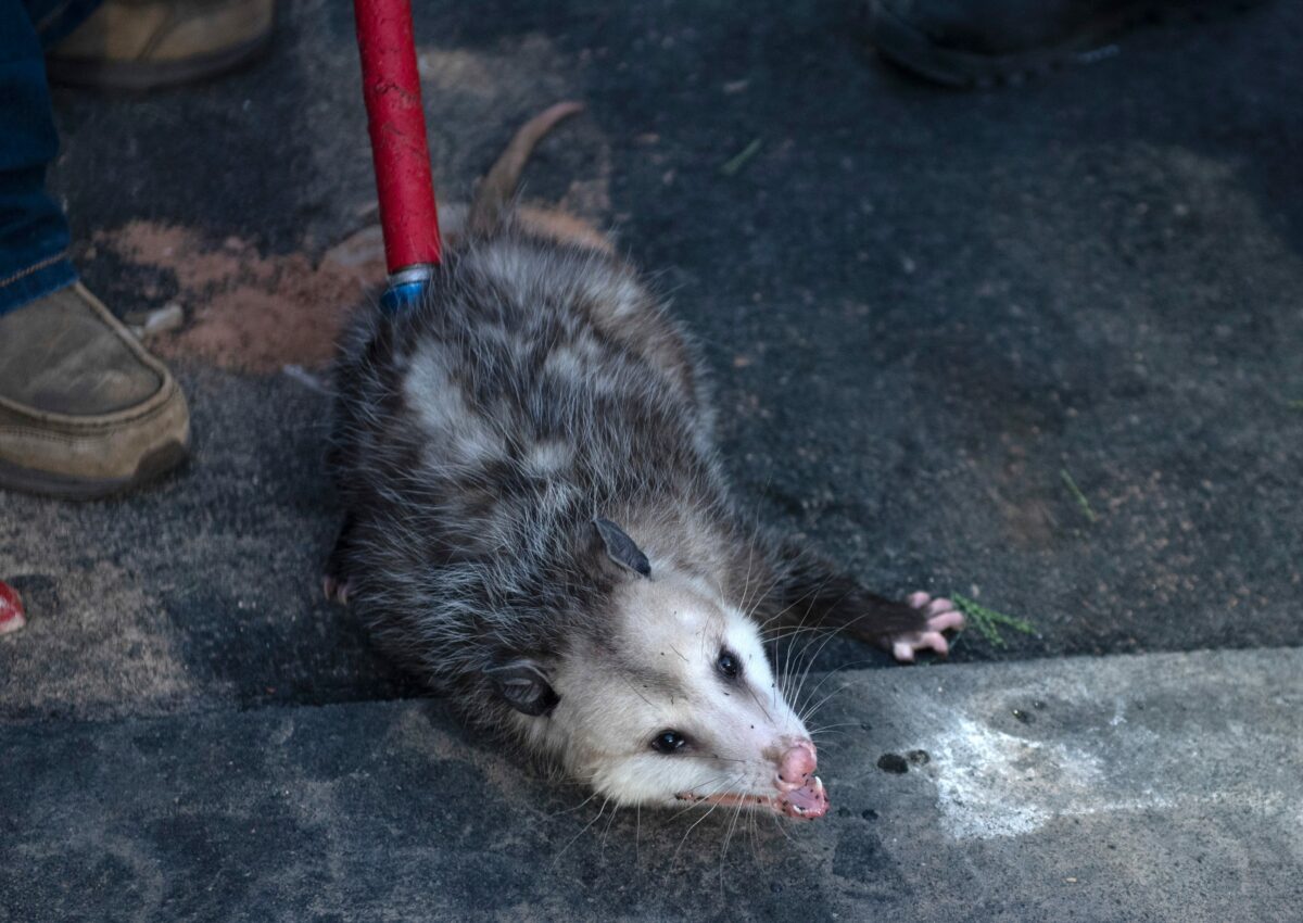 Possum makes cameo appearance during TCU-Texas Tech