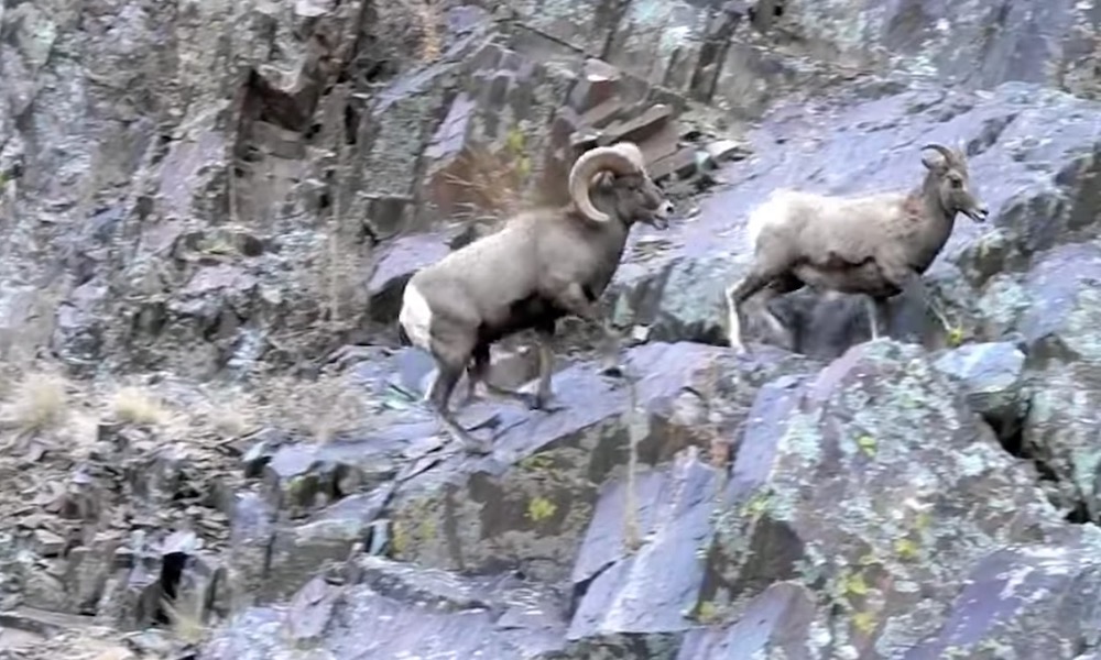 Bighorn sheep’s romantic desire results in crazy chase scene