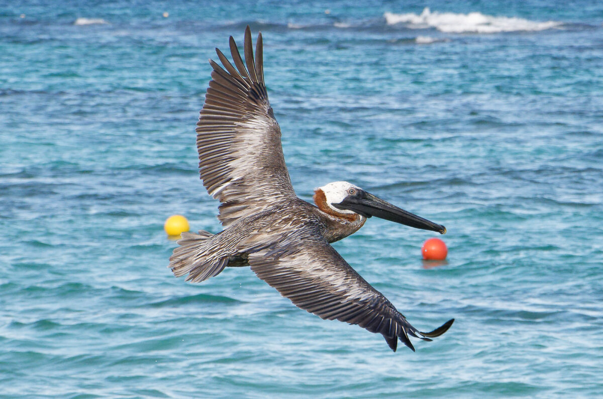 8 impressive facts that tell the tale of the brown pelican
