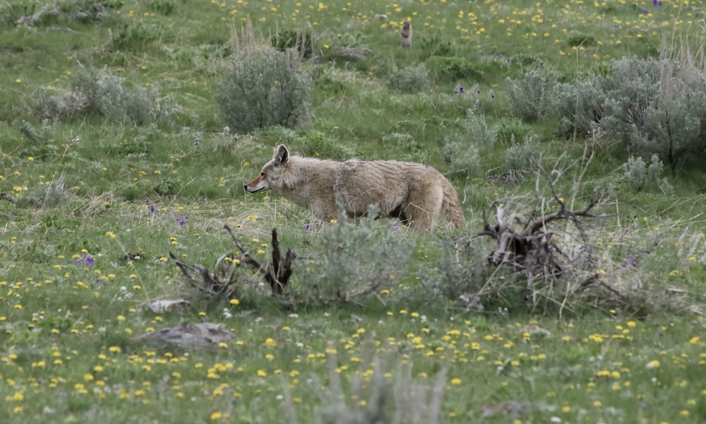 Can you spot the Yellowstone critter spying the coyote?