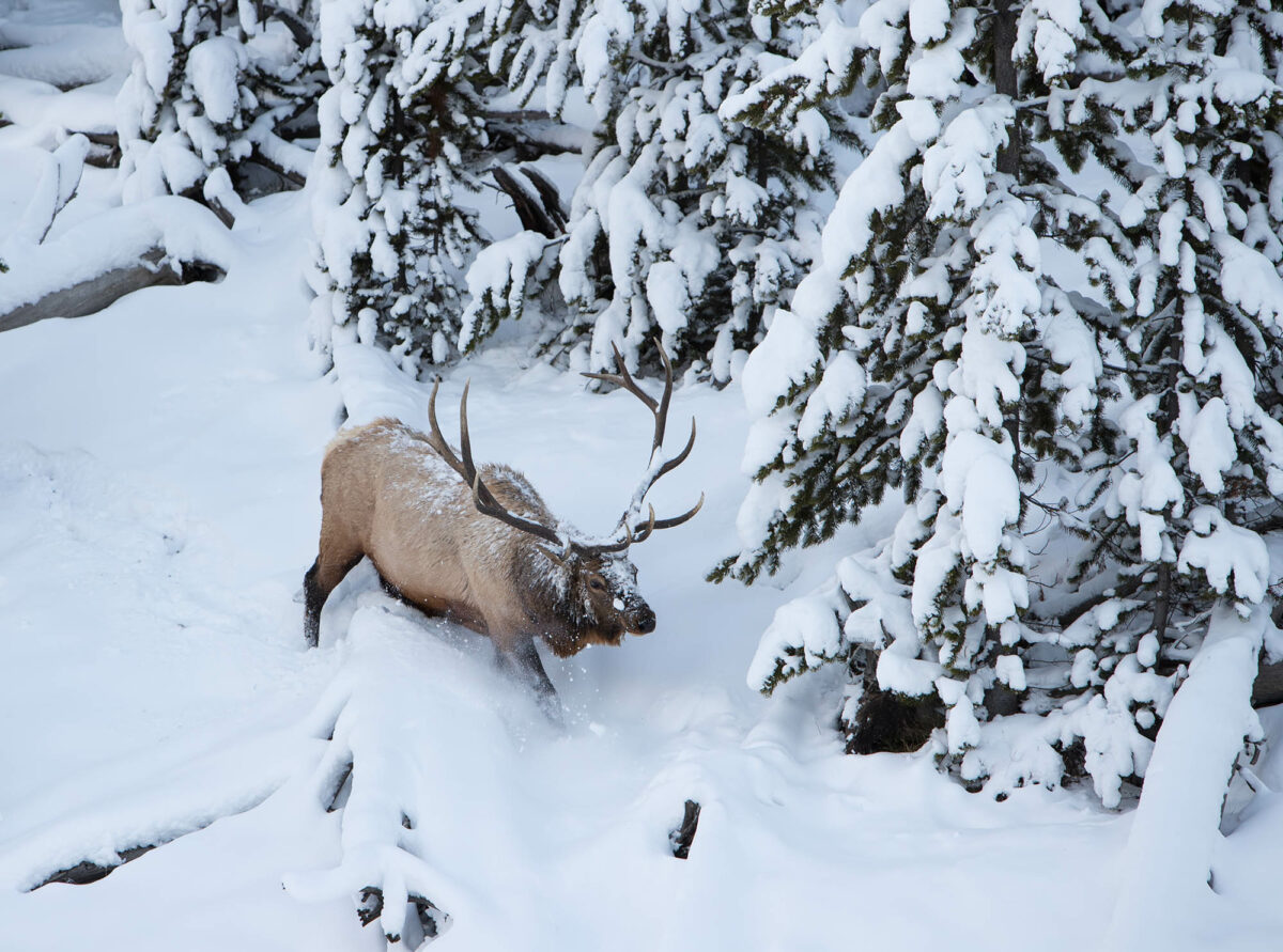 Look for these animals in the snow at Yellowstone this winter