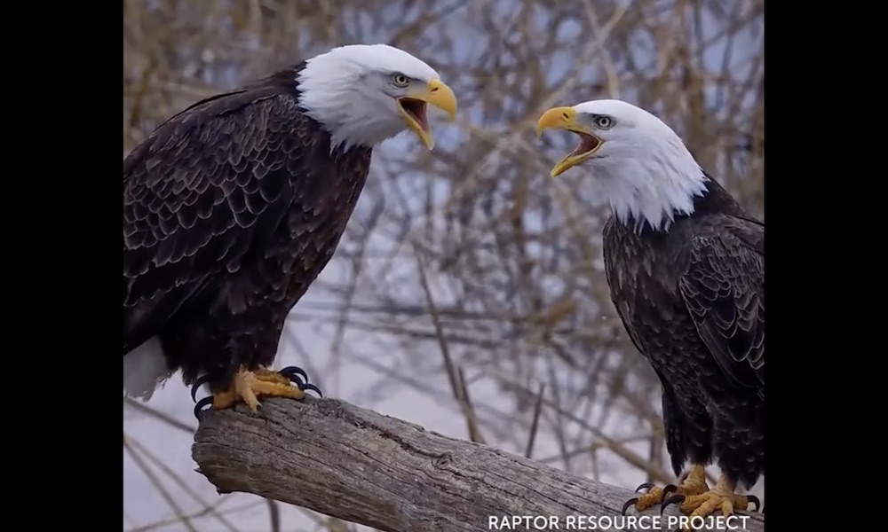 Watch: Bald eagle vocalizations not what you hear in the movies