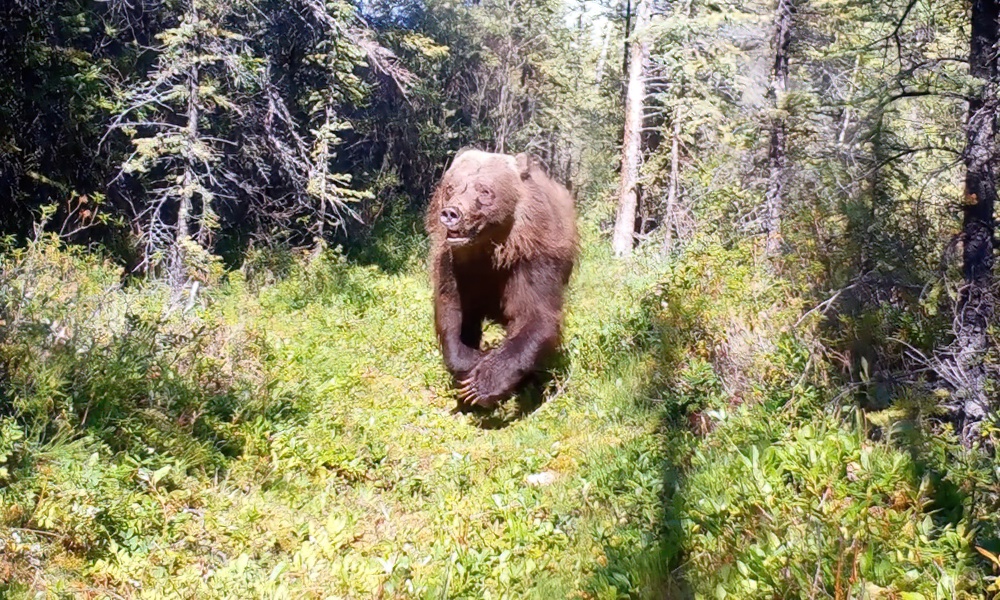 Giant Yukon grizzly bear provides riveting trail-cam moment