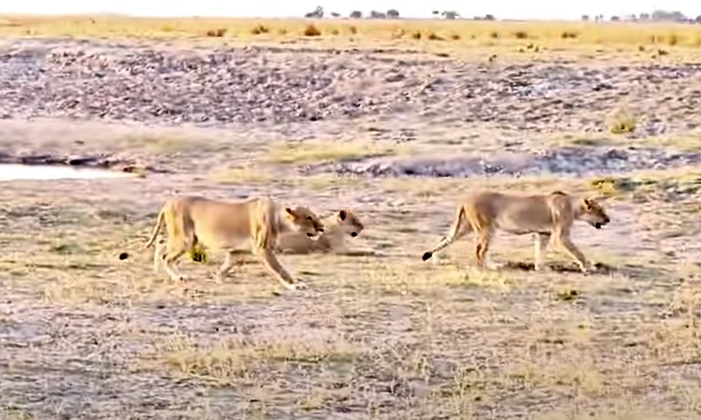 Watch lions go from ‘lazily walking to laser-focused stalking’
