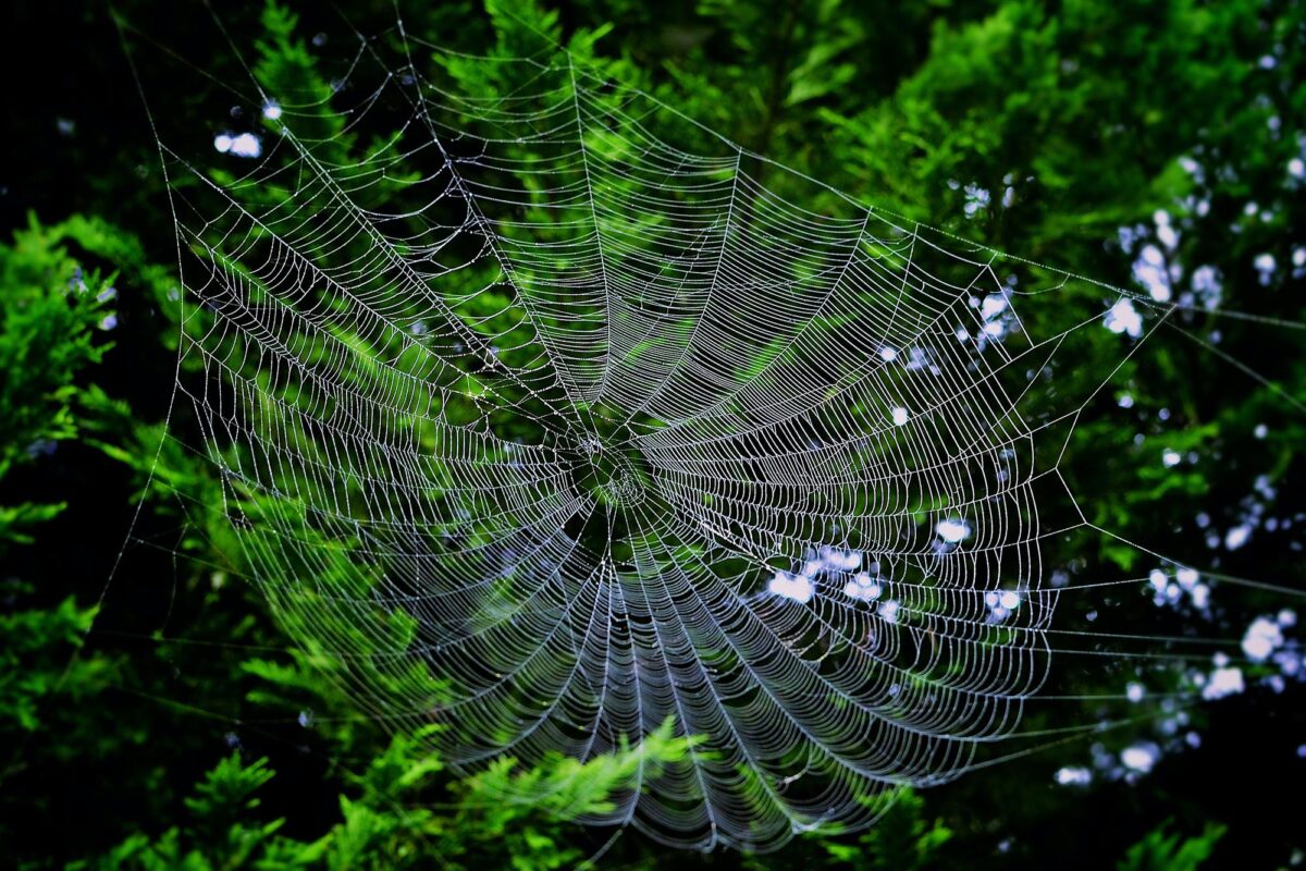 The scary spiders you don’t want to meet on a hike