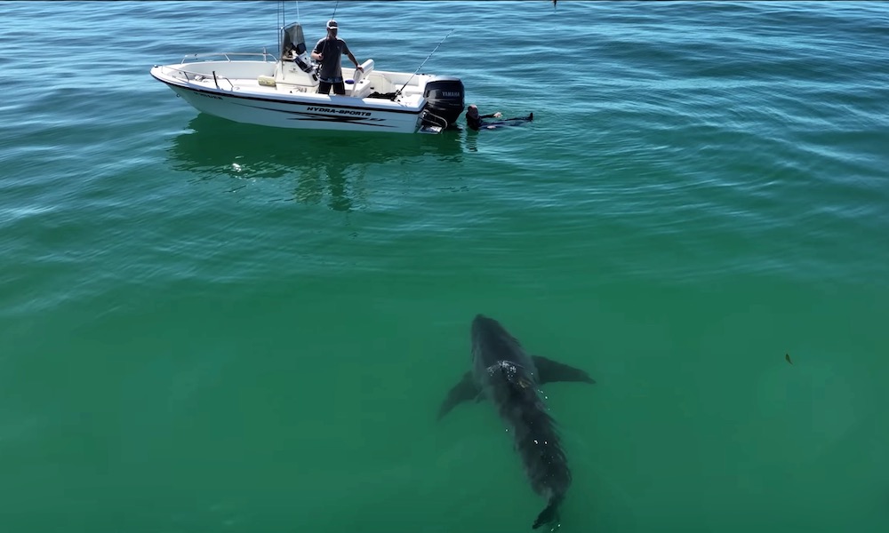 Man climbs into boat just in time as great white shark approaches