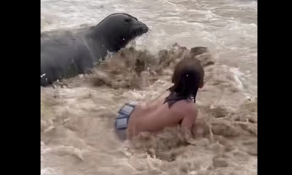Watch: Surfing seal takes out boy who never saw it coming