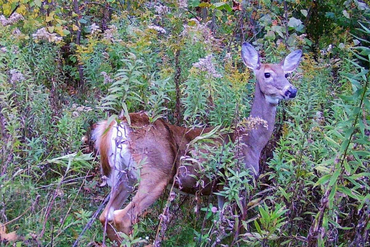 You need to see these 6 animals caught on trail cams
