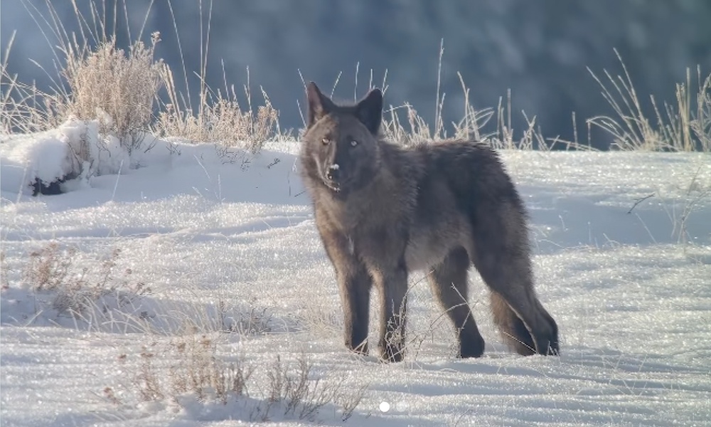 A true survivor, Yellowstone wolf pup issues ‘adult-like howl’