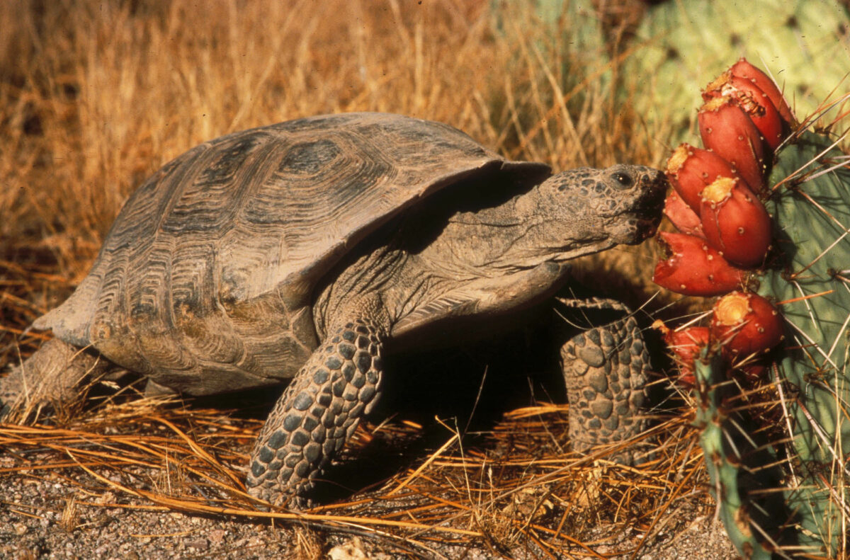 8 wild animals and plants you can discover at Saguaro National Park