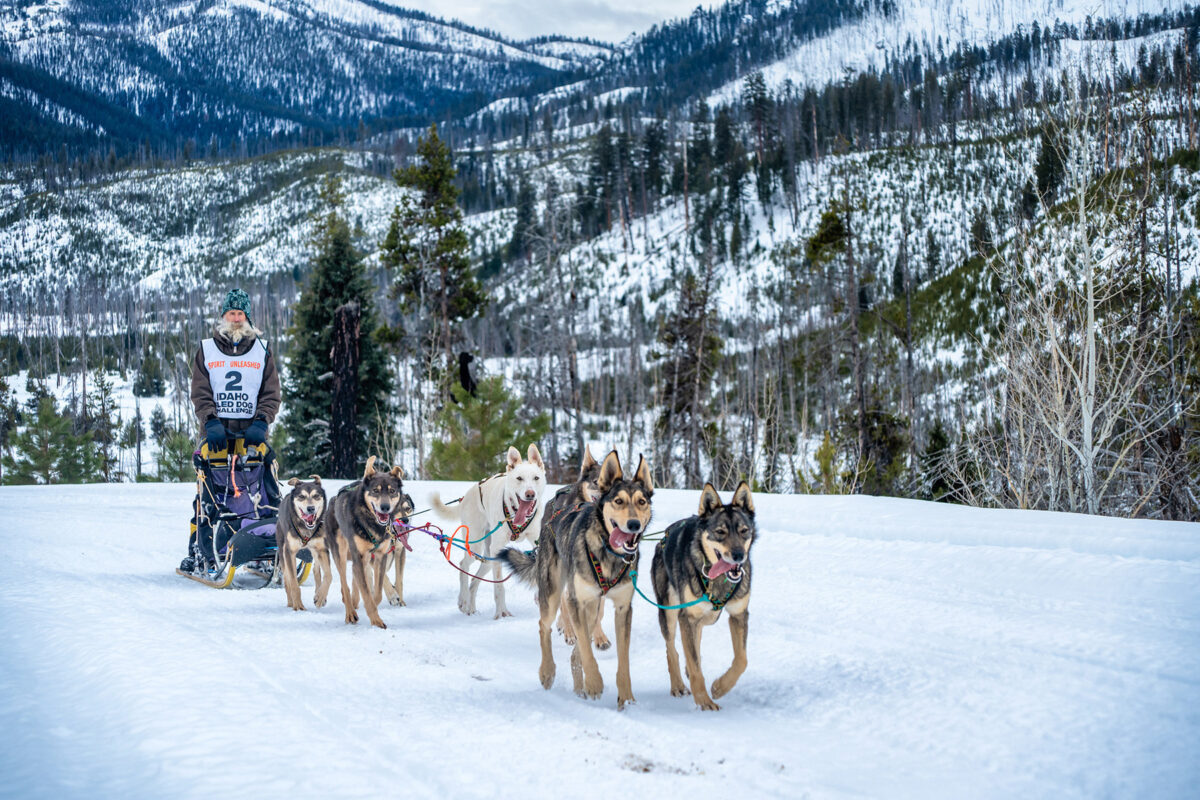 Watch dogs tear it up in the 2024 Idaho Sled Dog Challenge