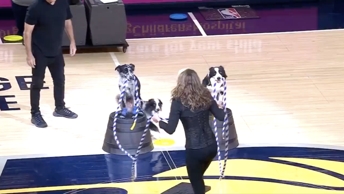 Dogs jumping Double Dutch at a Pacers game is the best kind of halftime entertainment