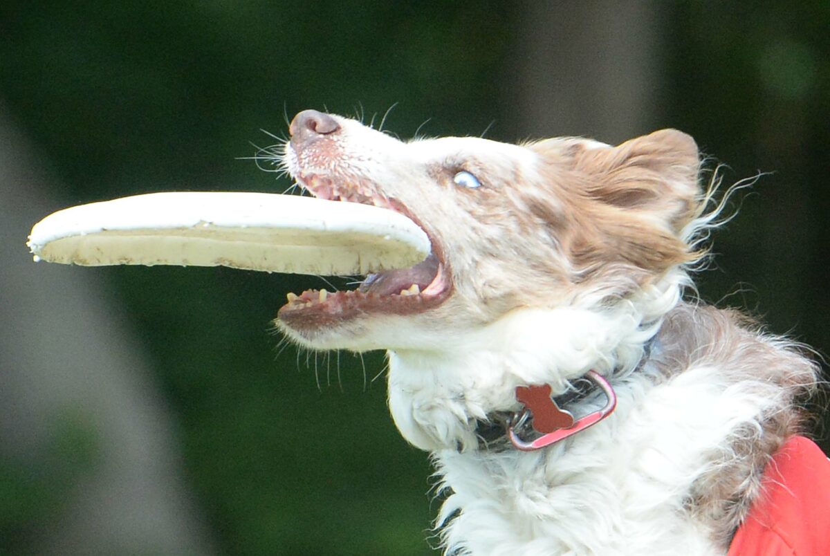 Frisbee-catching dog makes best play during Packers-Giants