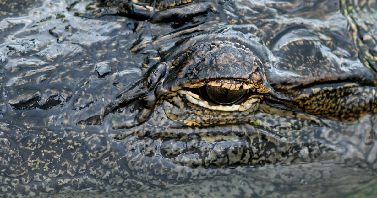 This Florida golf course is known for massive alligators, but that didn’t stop a black belt