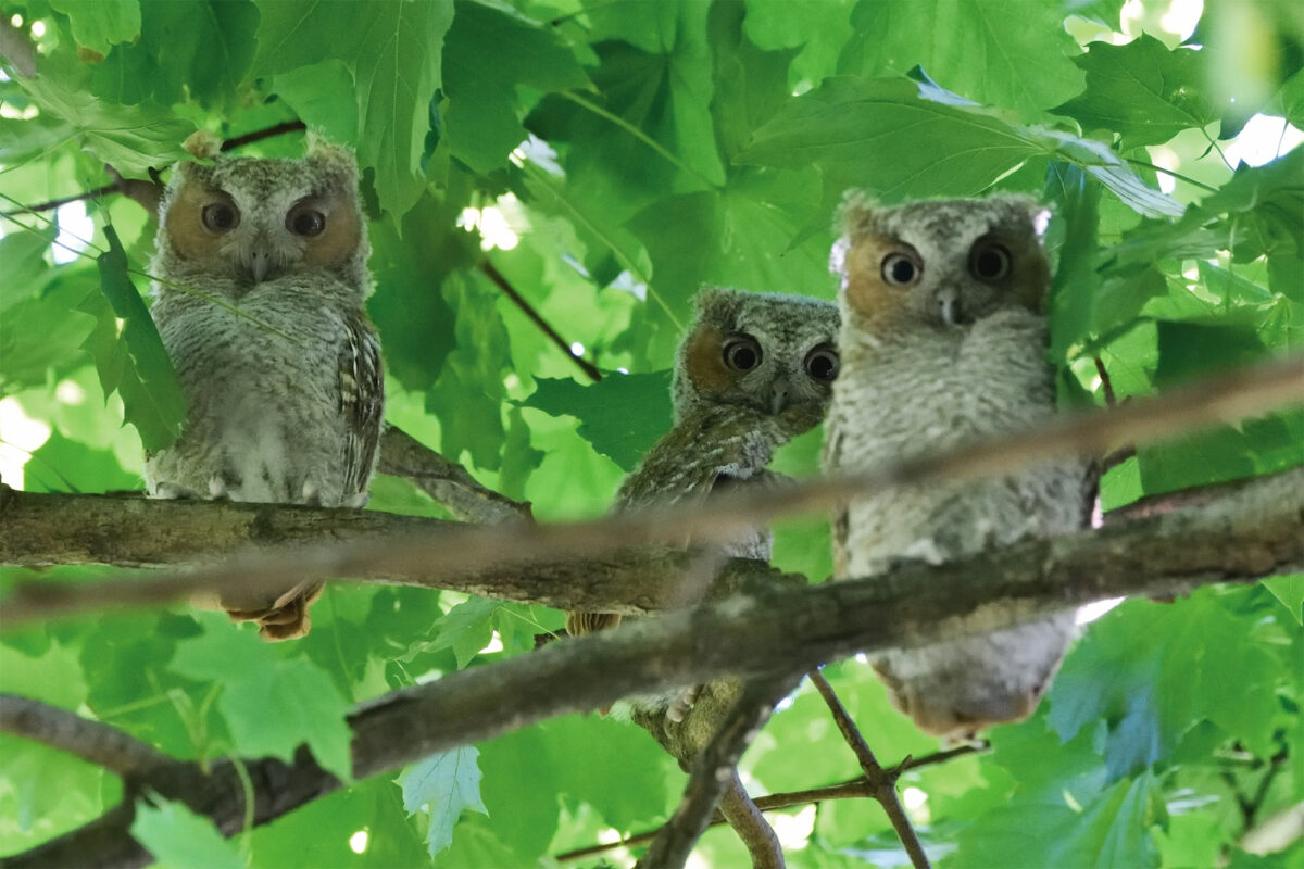 Intimate owl life stories revealed in Carl Safina’s new book, ‘Alfie & Me”