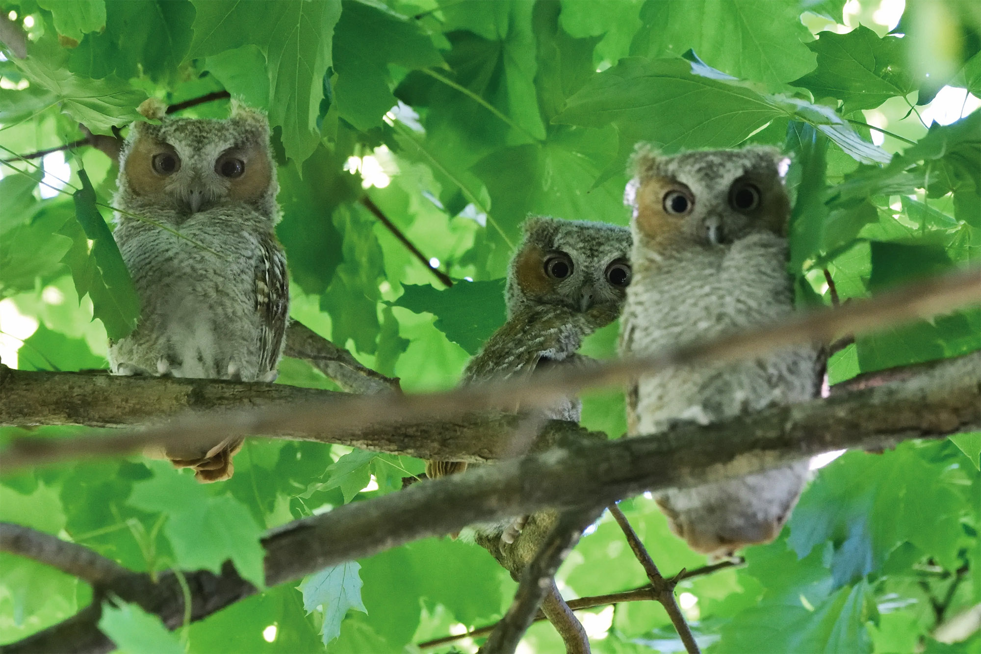 Three owls in a tree.
