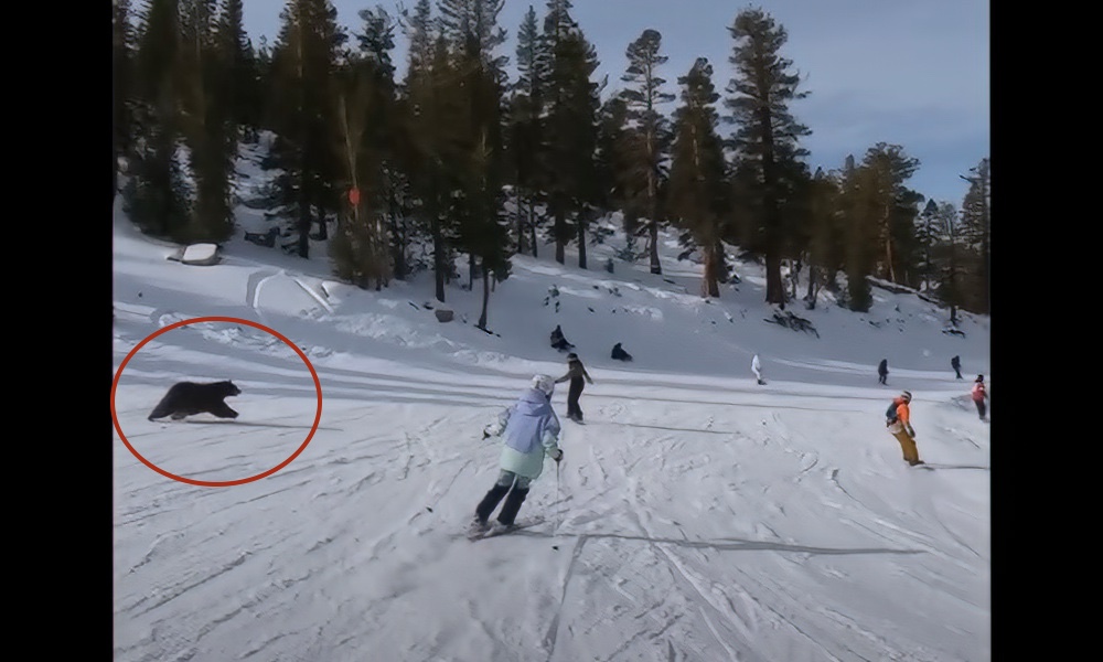 Watch: Bear charging across snow nearly collides with skier