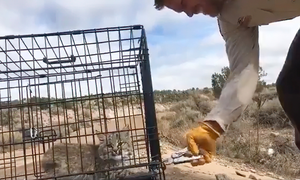 Feisty young bobcat has choice ‘words’ for handlers upon release