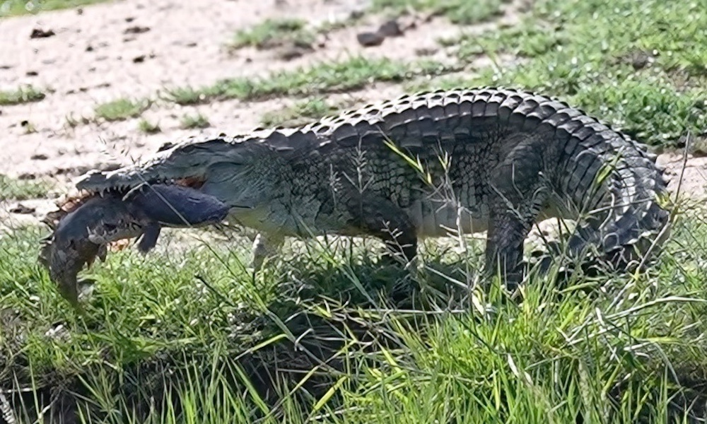 Watch: Crocodile ‘displays’ massive catfish for safari guests