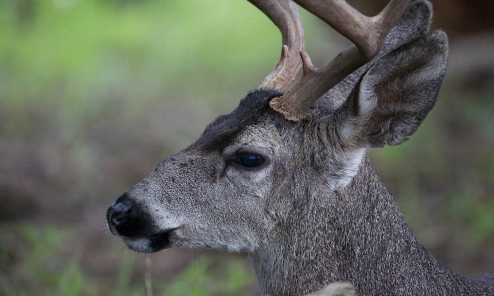 Hunter who bagged potential record deer under investigation