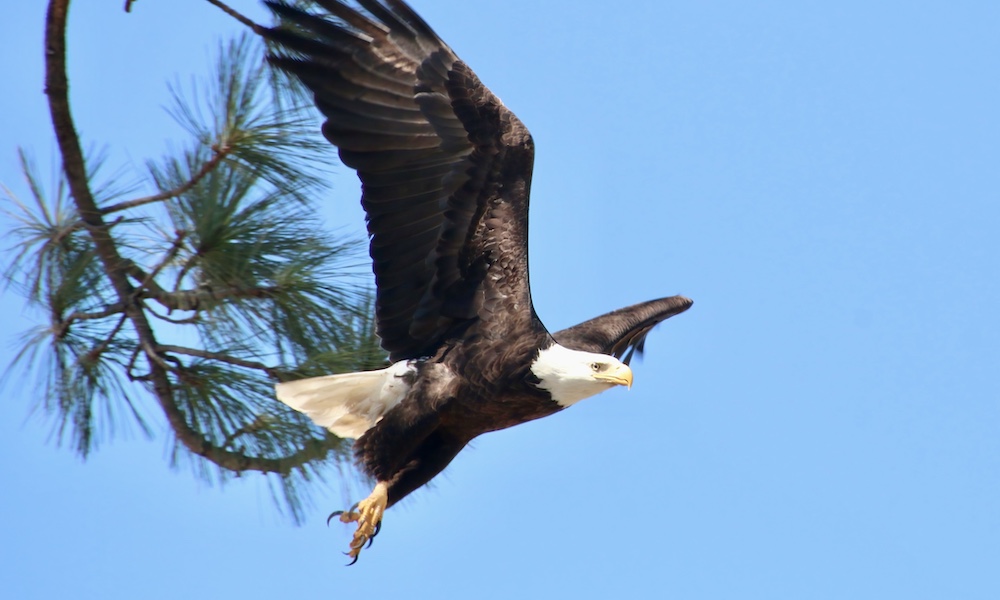 Angler helps save bald eagle after it had been ‘senselessly’ shot