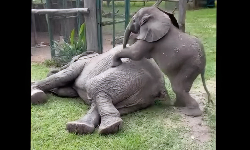 Watch: Baby elephant overcomes foster mom’s clever shooing ploy